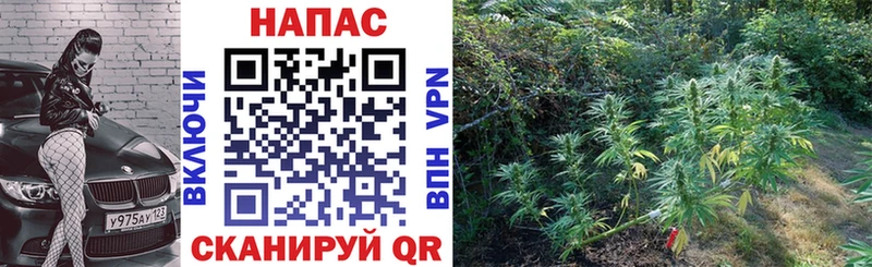 Купить  Новоульяновск  Шишки марихуана OG Kush 